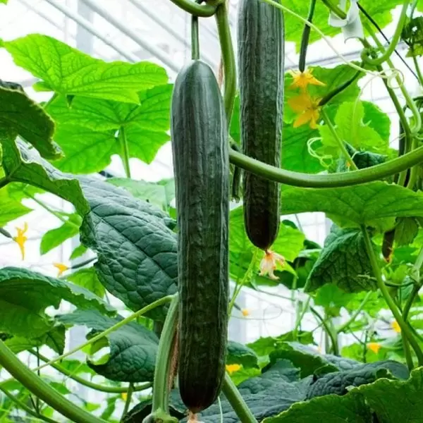 Огурец Кира: ранний и незаменимый гибрид для вашего огорода