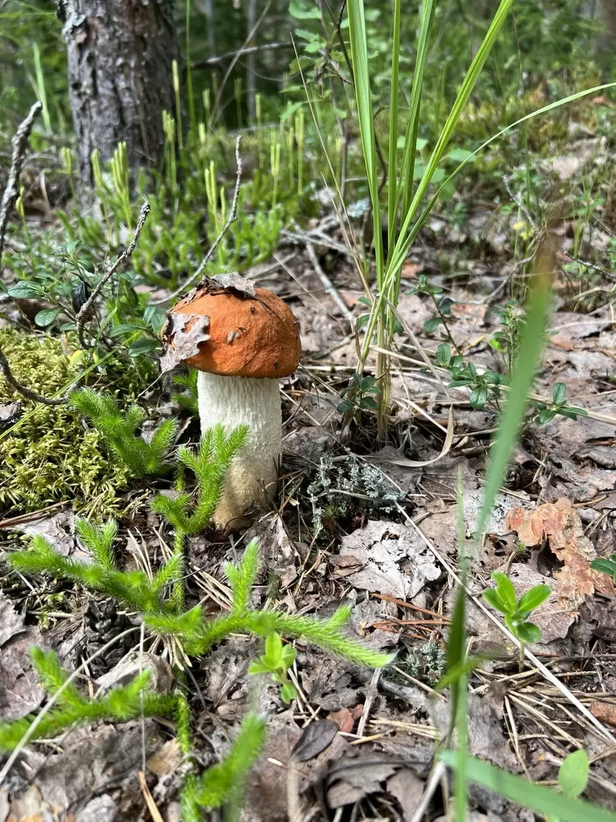 Локальные продукты: Вкус, который объединяет фермеров и шеф-поваров