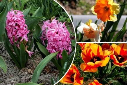 �������� ����������: ��� ��������� ��������� �� ����������, ���������� � ����������