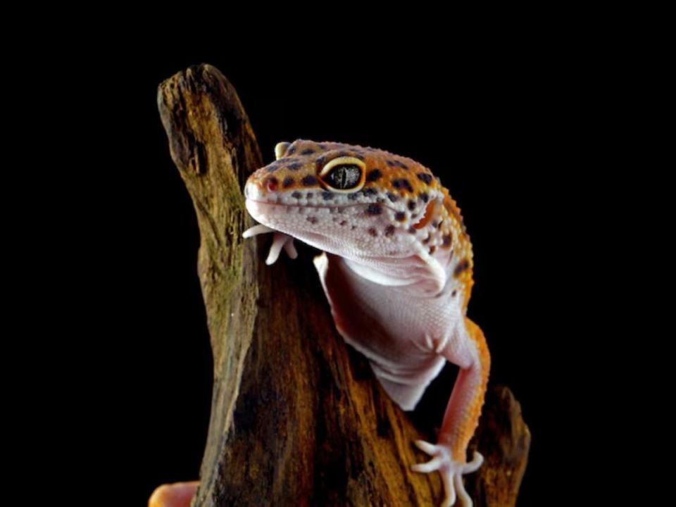 ������ �������: ����������� ����������� �������� ��� ������ � ��������� � ����