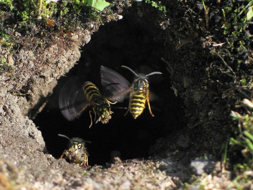 ��� �������� ���� ������� �� �������: ������ � ����