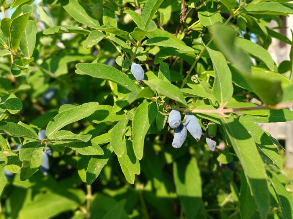 ��� ��������� ��������� �� ���������� ����� ����� ������