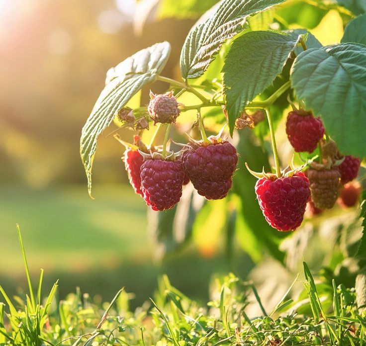 ������ ���������: ��� �������� ������ ������?