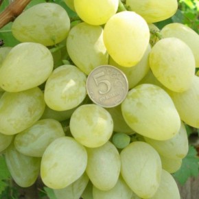 �������� ������: ������ ����� ������� � ��������� ����������