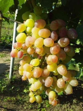 Покоряющее очарование винограда 'Краса Дона': от корней до стола