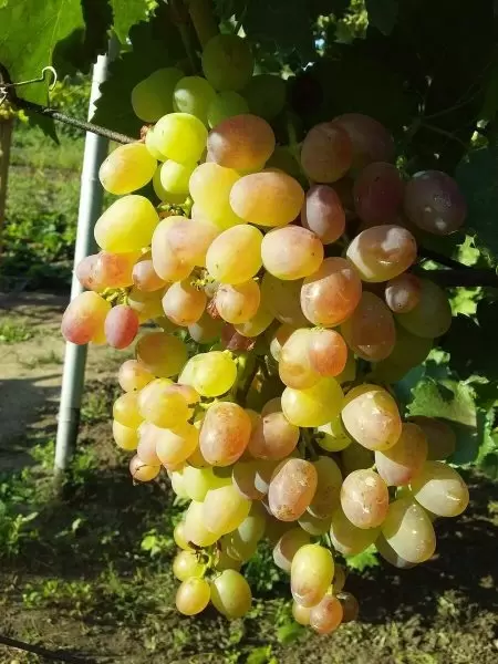 Покоряющее очарование винограда 'Краса Дона': от корней до стола