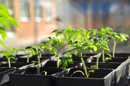 ����� ������� ���������: ������� ������������ � ������������