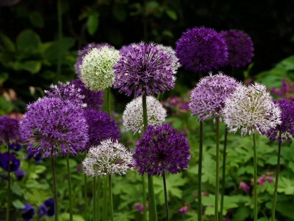 Как вырастить аллиум: секреты роскошного цветения и ухода