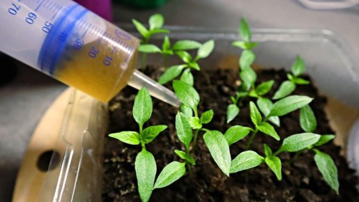 Как эффективно подкормить рассаду перца на подоконнике для быстрого роста