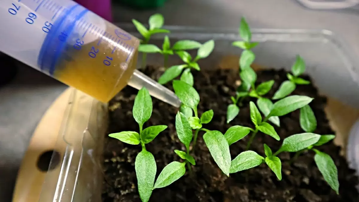 Как эффективно подкормить рассаду перца на подоконнике для быстрого роста