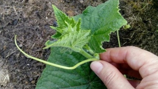 �������� ����� �����: ������� ��������� ����� �������