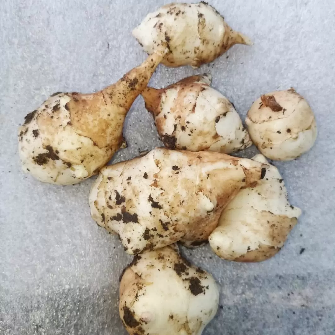 Забытая земляная груша: полезные свойства, о которых вы не знали