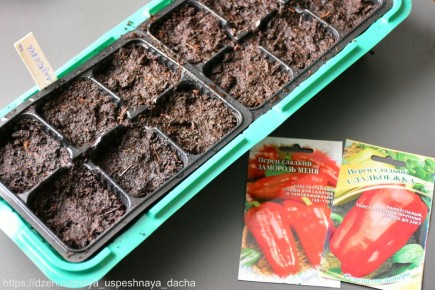 ��� �������� ���������� ������ �����: ����� ���������� ������