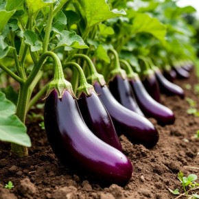 ��� ��������� ��������� ���������: ������� ��������� ���������