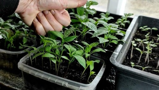 ��� ������ ��������� ������ �� �������� �������: ������� ������ ��� ������ � �������