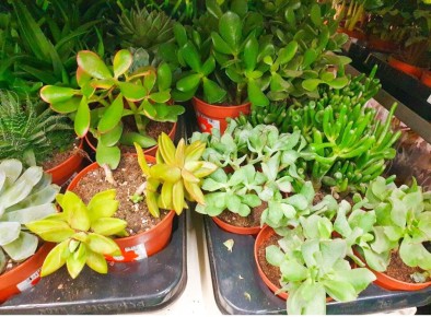 ���������� ��� ����������: ���� �������, � � ��� �� ����� �����������