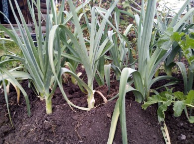 ������� ��������� ����������� ����-����� � ������� ������