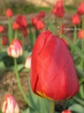 ���������� ���. ������������ ����� ������ ���� �������� � ������������ ����