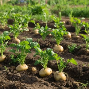 ������� ��������� ��� ���������: ��� ������ ��������� � �����