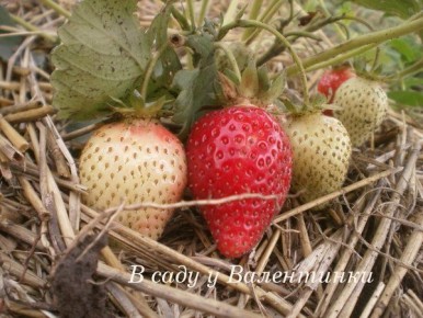 ��� ��� ��������: ��� �������� ������� � ������������ � �������� �������� ������