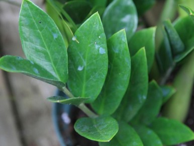 ��� ��������� ���������� ������ ��������: ������� ����� � �������