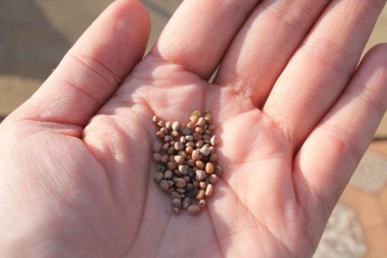 ��� ��������� ������ ������: ��� ������� �� ����� �����