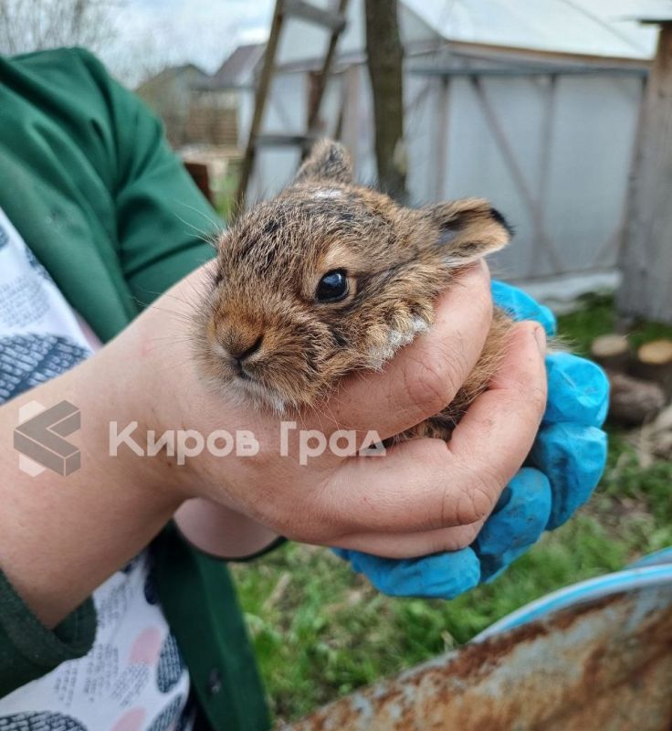 Что делать, если увидел детеныша дикого животного? Ничего не делать!