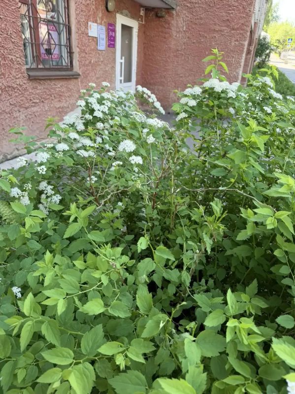 В Кирове парень сломал цветы у магазина, чтобы подарить их девушкам В Кирове парень сломал цветы у магазина, чтобы подарить их девушкам