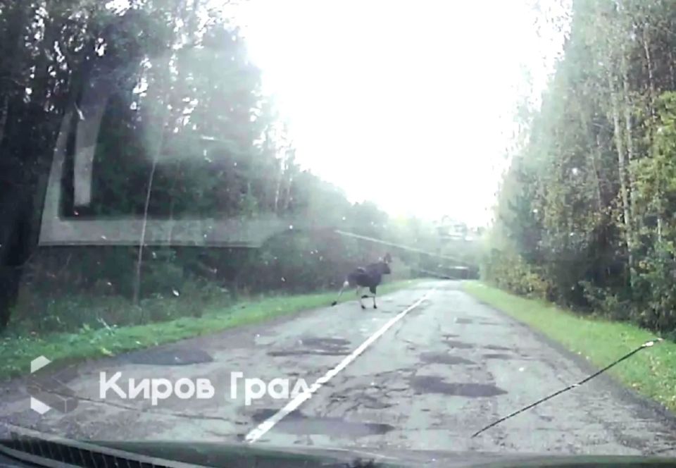 Водители должны быть готовы к встрече с лесной «молодёжью»