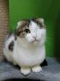 Маленькая кошечка Яна ищет свой дом