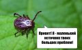 Пока вы прогуливаетесь по лесу или отдыхаете, за вами уже приглядывают клещи