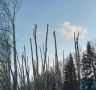 Когда тополя на Производственной оправятся от радикальной «стрижки»?