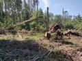 В Оричевском районе арендатор заплатит рублём за переруб леса