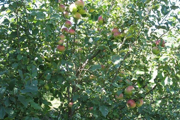Яблоня Марат Бусурин: изюминки ухода и особенности сорта