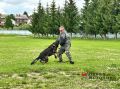 Четвероногие сыщики с «золотым» носом: как в Кировской области служат полицейские собаки