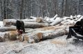 #лес #приговор. В Верхошижемском районе вынесен обвинительный приговор в отношении соучастников незаконной рубки леса
