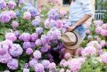 Гортензии: как различить древовидную, крупнолистную и метельчатую