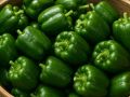 Как ранний сбор перцев увеличивает урожай на 30%