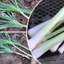 Уборка лука порея в октябре: как сохранить урожай и насладиться его вкусом