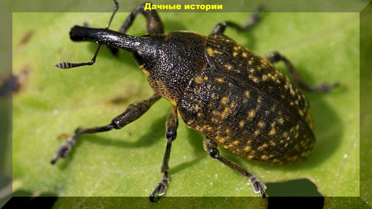 Как защитить клубнику от долгоносика во время цветения: эффективные методы борьбы