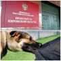 В Орлове собака напала на 14-летнюю девочку