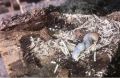Россельхознадзор остановил вывоз заражённой древесины из Кировской области