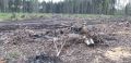 Арендатор лесного участка в Опаринском районе выплатит 1,3 млн рублей за незаконную рубку деревьев