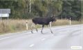 Охотник из Пижанского района заплатит 80 тысяч рублей за случайно подстреленного лося