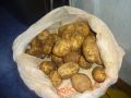 Как победить колорадского жука: простые и эффективные методы без химических средств