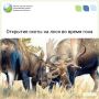 В Кировской области открывается сезон охоты на лося «на реву»