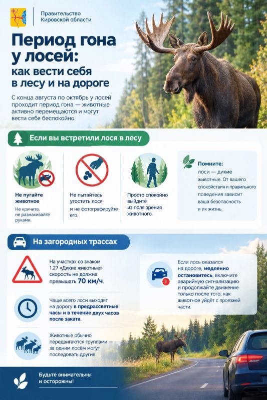 С конца августа по октябрь у лосей продолжается период гона