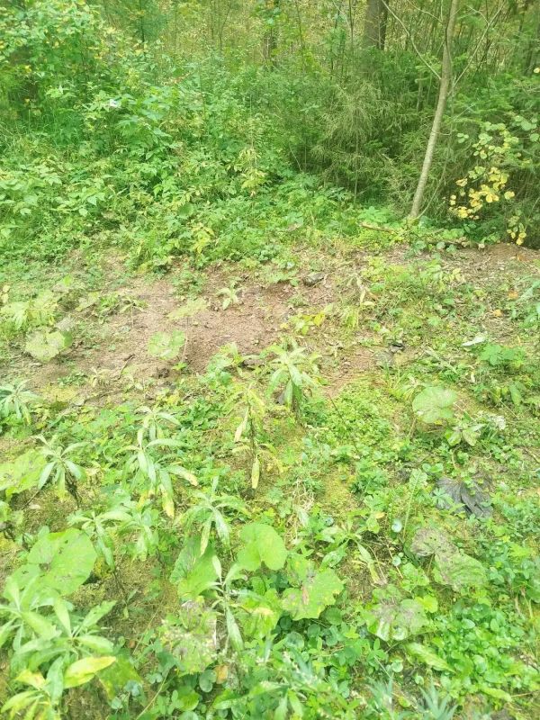 В Кировской области ликвидированы пять несанкционированных свалок на землях лесного фонда В Кировской области ликвидированы пять несанкционированных свалок на землях лесного фонда