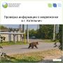 В социальных сетях появилась информация о повторном появлении медвежонка в Котельниче