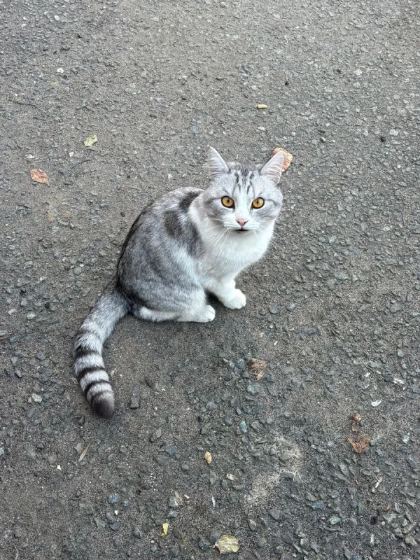 В Кирове ищут хозяев для найденного на улице Пятницкой кота